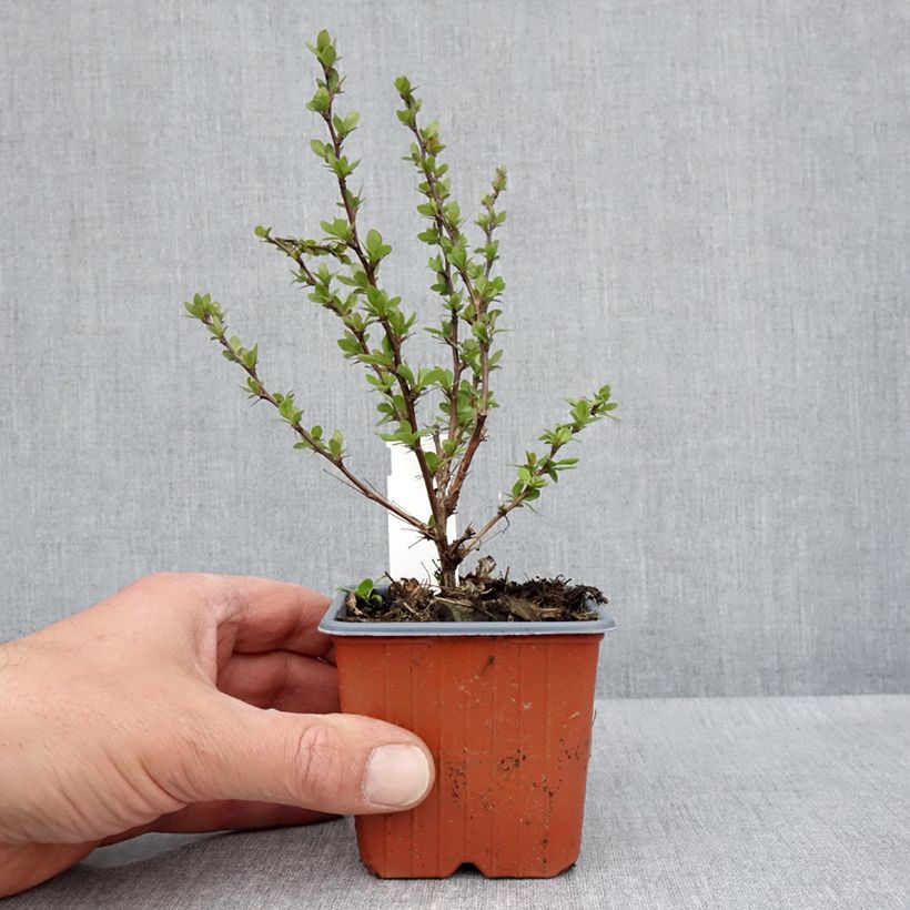 Exemplar von Berberis thunbergii Silver Beauty - Epine-vinette - Godet de 8/9 cm wie im Frühjahr geliefert