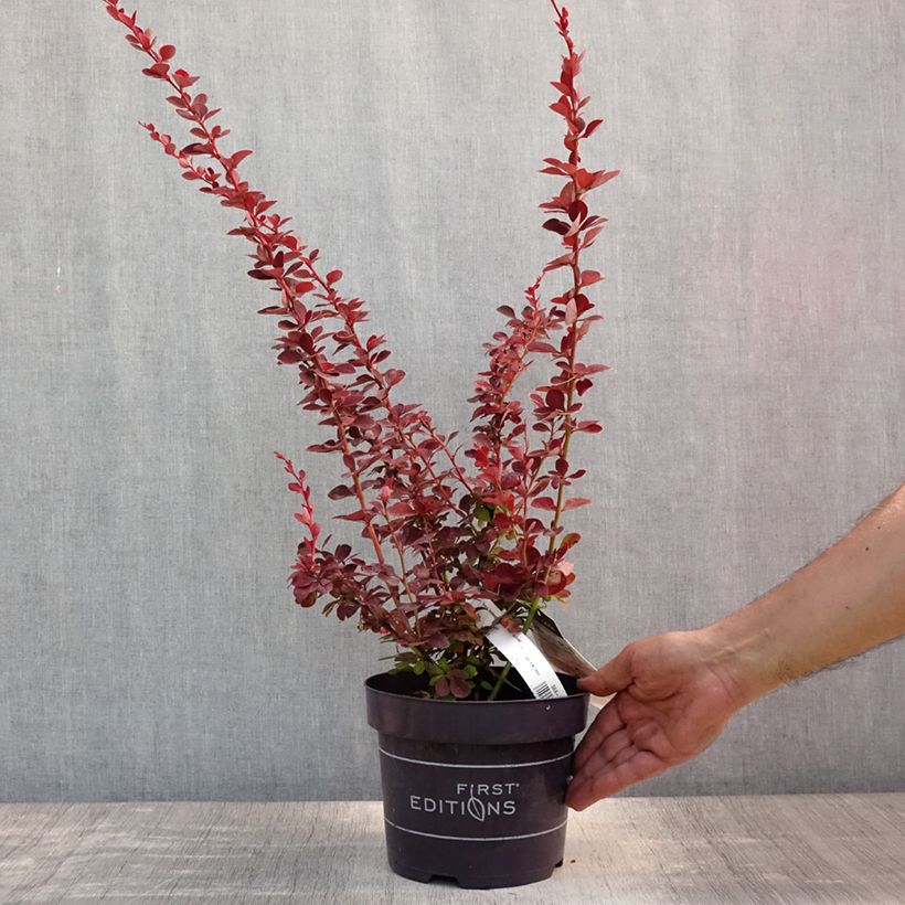 Exemplar von Berberis thunbergii Toscana Topf mit 2L/3L wie im Sommer geliefert
