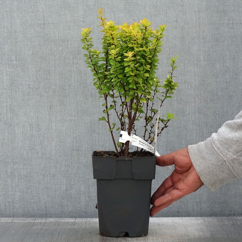 Exemplar von Berberis thunbergii Yellow Tower Topf mit 2L/3L wie im Herbst geliefert