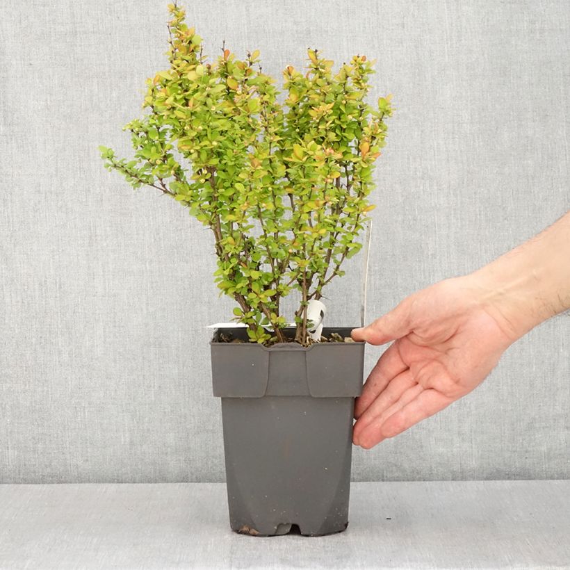 Exemplar von Berberis thunbergii Yellow Tower - Epine-vinette - Pot de 2L/3L wie im Frühjahr geliefert