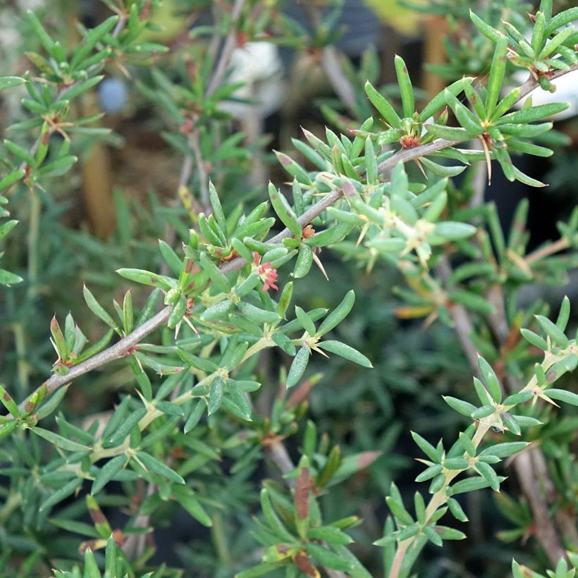 Berberis stenophylla - Schmalblättrige Berberitze (Laub)