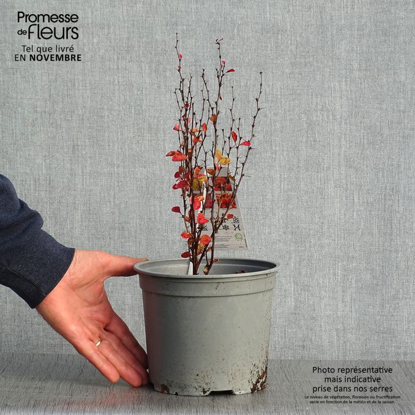 Exemplar von Berberis thunbergii Orange Ice Topf mit 2L/3L wie im Herbst geliefert