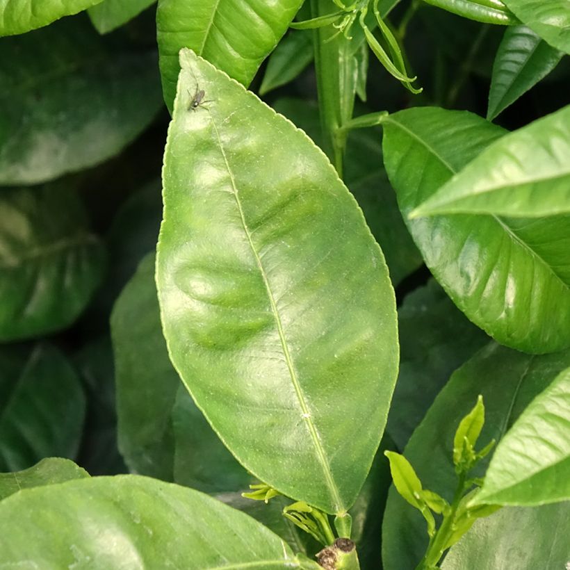 Bergamotte - Citrus bergamia (Laub)