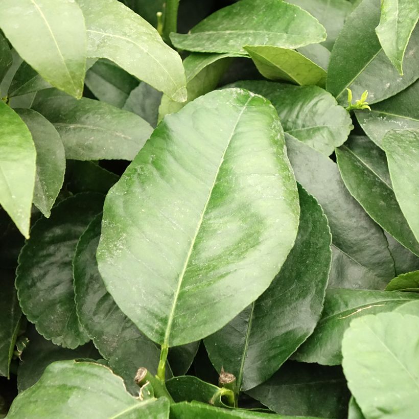 Bergamotte - Citrus bergamia (Laub)