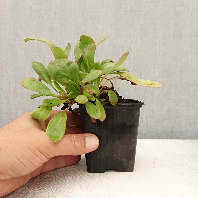 Exemplar von Bergenia Bach - Bergenie Kleine Töpfe von 8/9 cm wie im Sommer geliefert