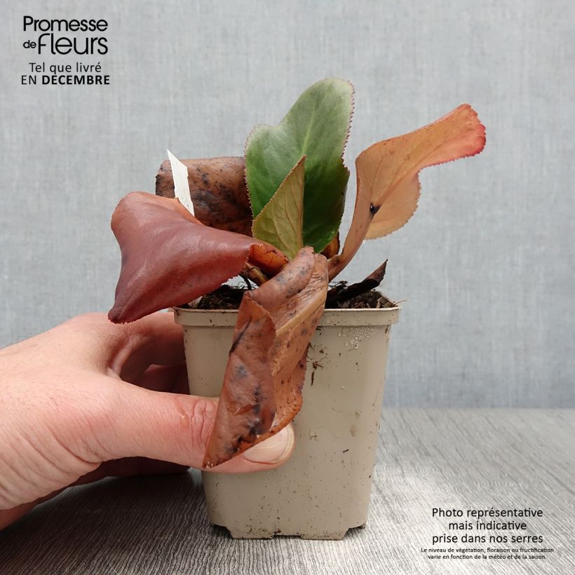 Exemplar von Bergenia stracheyi Ice Queen - Bergenie Kleine Töpfe von 8/9 cm wie im Herbst geliefert