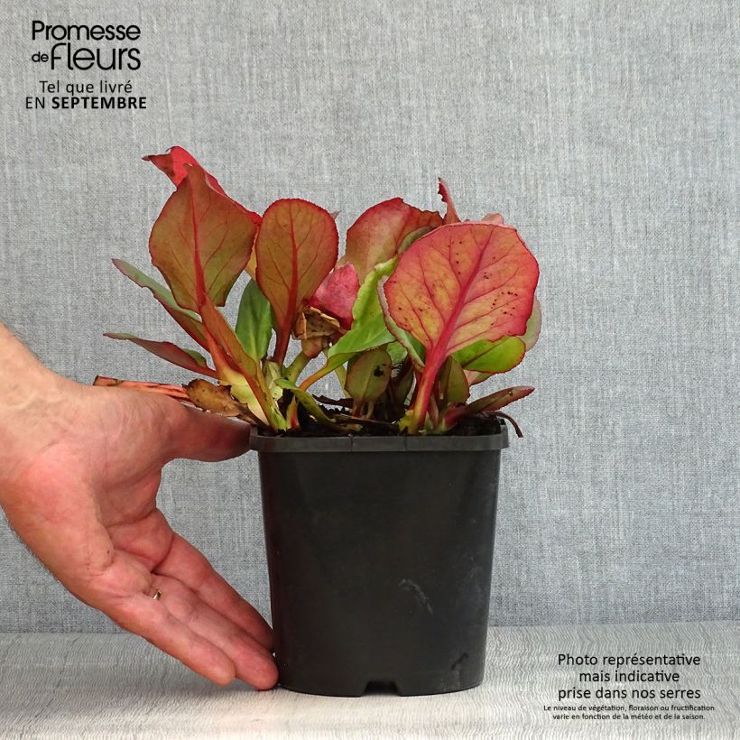 Exemplar von Bergenia Ouvertüre - Bergenie Topf mit 1,5L/2L wie im Sommer geliefert