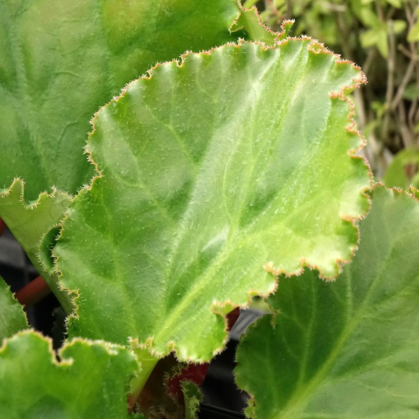 Bergenia Ripple Effect - Bergenie (Laub)