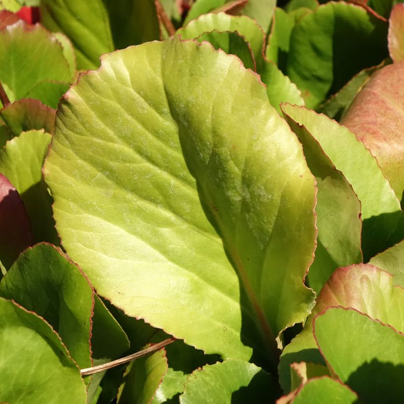 Bergenia Winterglut - Bergenie (Laub)