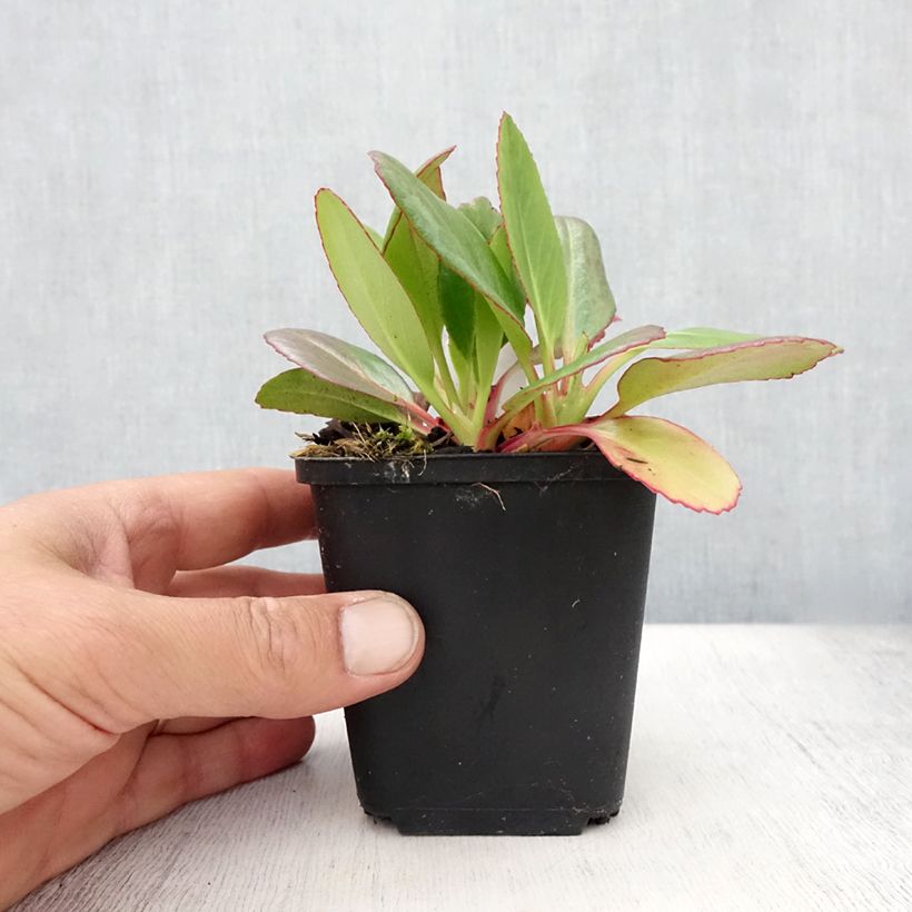 Exemplar von Bergenia Wintermarchen - Bergenie Kleine Töpfe von 8/9 cm wie im Sommer geliefert