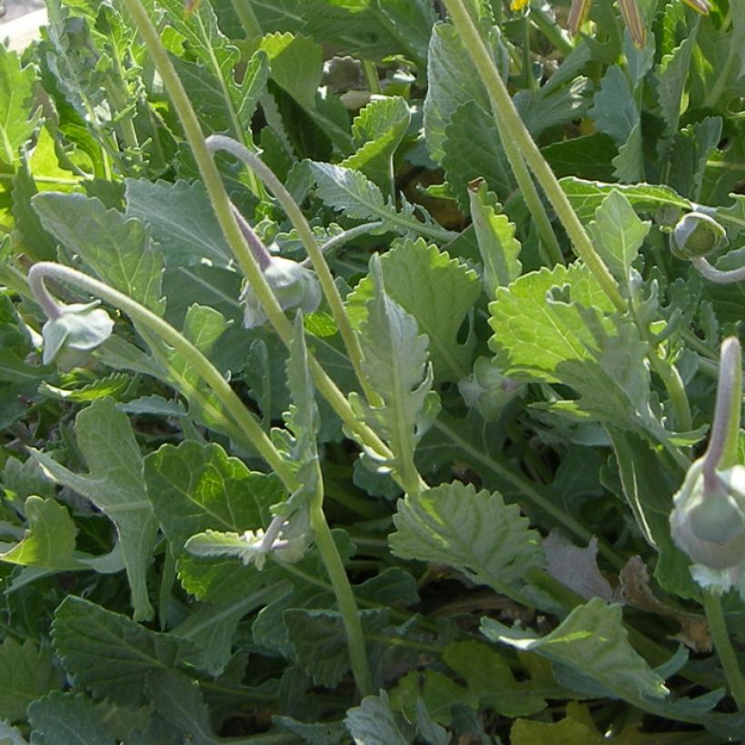 Berliandiera lyrata - Schokoladenblume (Laub)