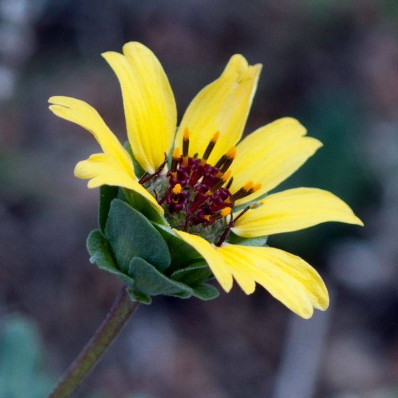 Berliandiera lyrata - Schokoladenblume (Blüte)