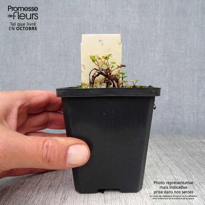 Exemplar von Berula erecta - Aufrechte Berle Kleine Töpfe von 8/9 cm wie im Herbst geliefert