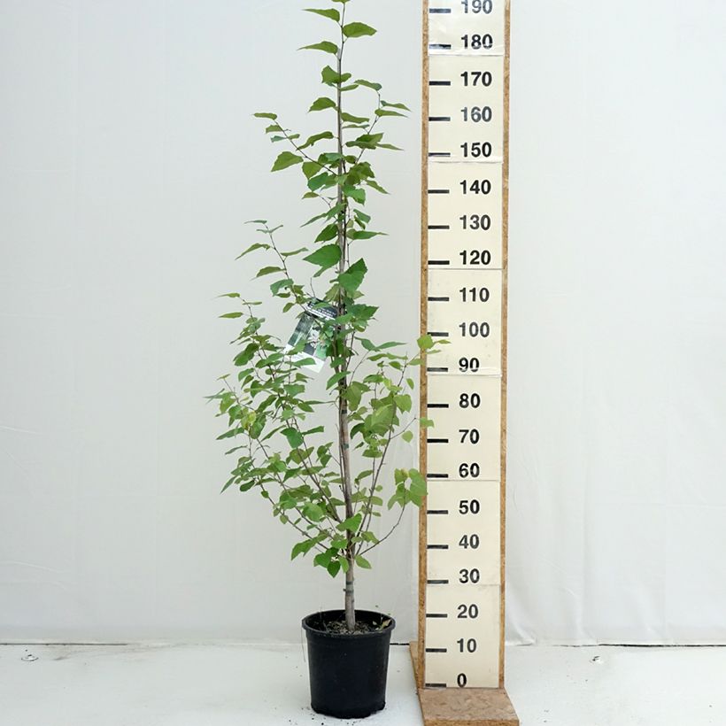 Exemplar von Betula papyrifera - Papier-Birke Topf mit 7,5L/10L wie im Sommer geliefert