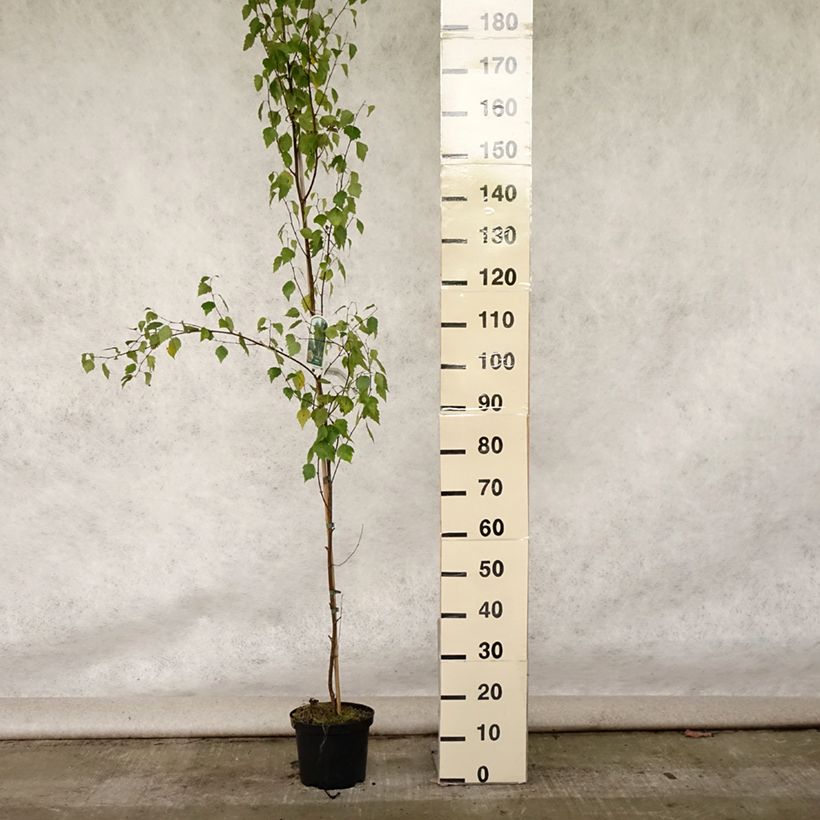 Exemplar von Betula pendula Fastigiata - Hänge-Birke Topf mit 3L/4L wie im Sommer geliefert