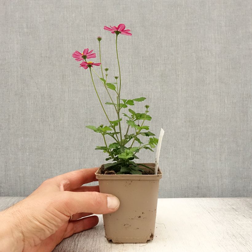 Exemplar von Bidens Stoplight - Zweizahn Topf 10 cm/11cm wie im Frühjahr geliefert