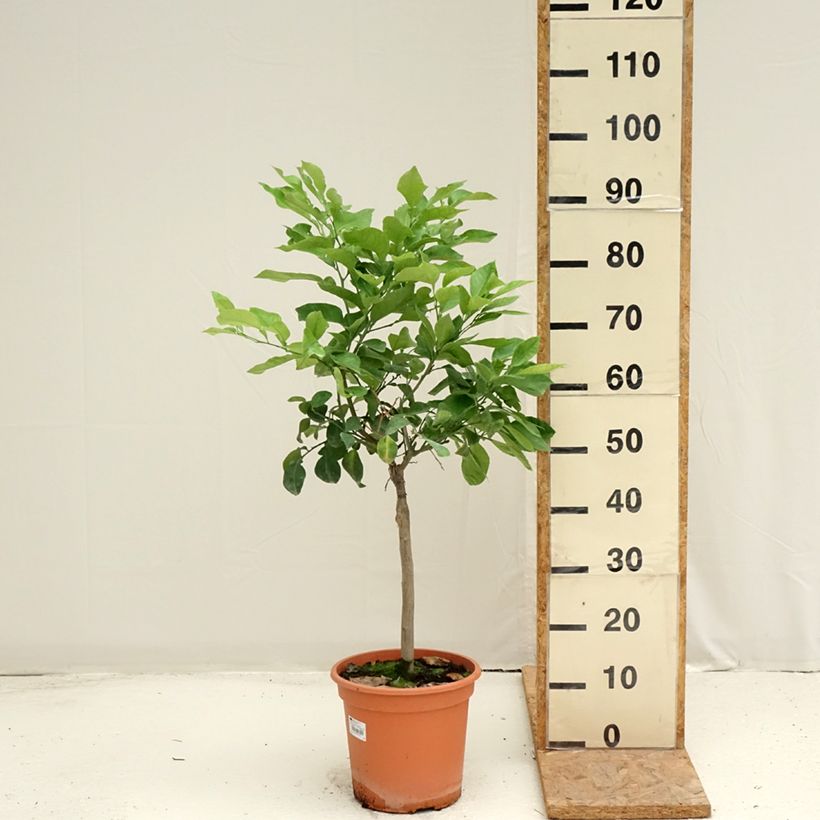Exemplar von Bitterorange Bizzaria - Citrus aurantium Topf mit 6L/7L, 1/4 Stängel wie im Sommer geliefert