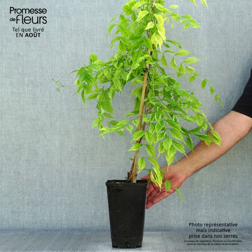 Exemplar von Campsis radicans Atropurpurea - Amerikanische Klettertrompete Topf mit 2L/3L wie im Sommer geliefert