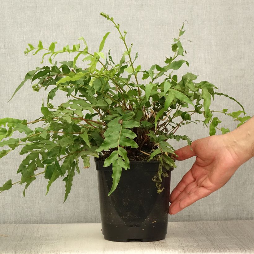 Exemplar von Blechnum novae-zelandiae - Neuseeland-Kammfarn Topf mit 3L/4L wie im Sommer geliefert