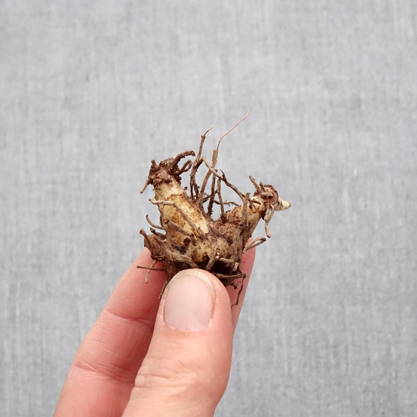 Exemplar von Bletilla Penway Paris - Japanorchidee Zwiebel wie im Frühjahr geliefert