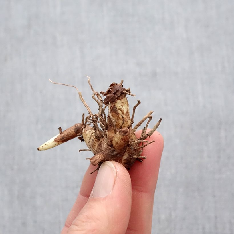 Exemplar von Bletilla striata Marcel Clapdrop - Japanorchidee Zwiebel wie im Frühjahr geliefert