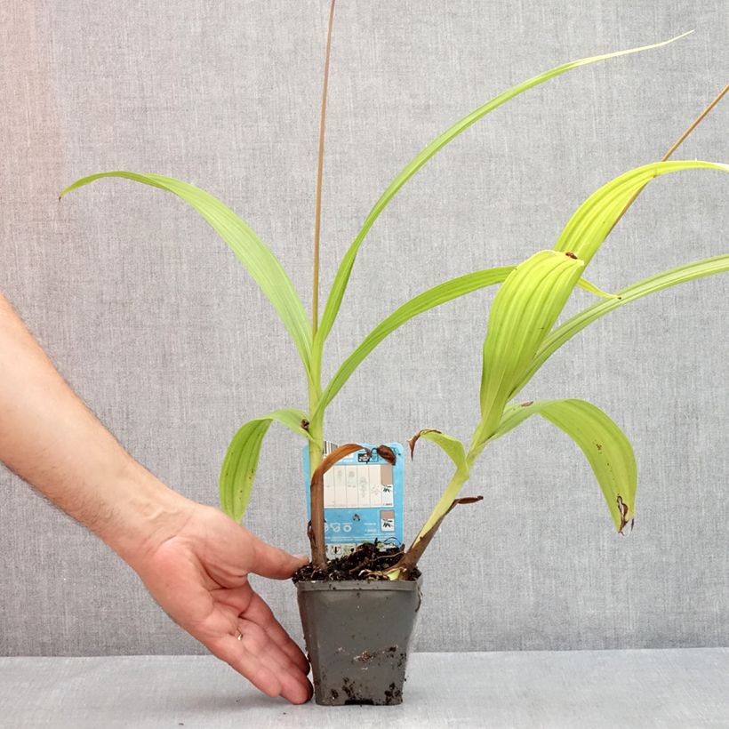 Exemplar von Bletilla striata - Japanorchidee Kleine Töpfe von 8/9 cm wie im Sommer geliefert
