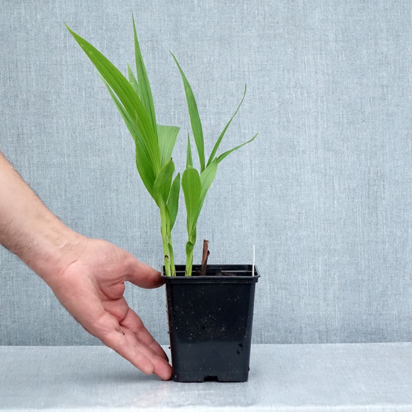 Exemplar von Bletilla striata Purple - Japanorchidee Kleine Töpfe von 8/9 cm wie im Sommer geliefert