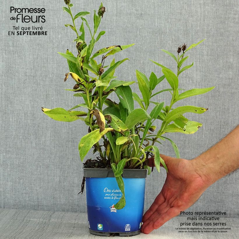 Exemplar von Berg-Flockenblume Sulphurea - Centaurea montana Topf mit 2L/3L wie im Sommer geliefert