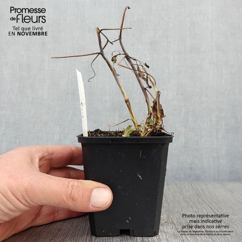 Exemplar von Macleaya cordata Flamingo - Weißer Federmohn Kleine Töpfe von 8/9 cm wie im Herbst geliefert