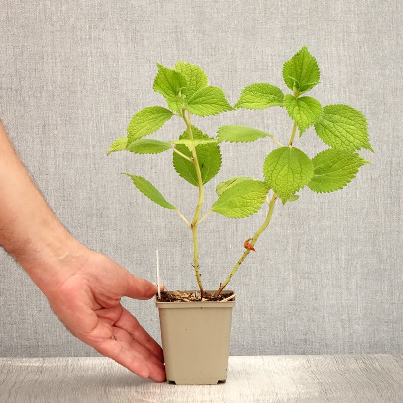 Exemplar von Boehmeria biloba - Chinagras Kleine Töpfe von 8/9 cm wie im Sommer geliefert