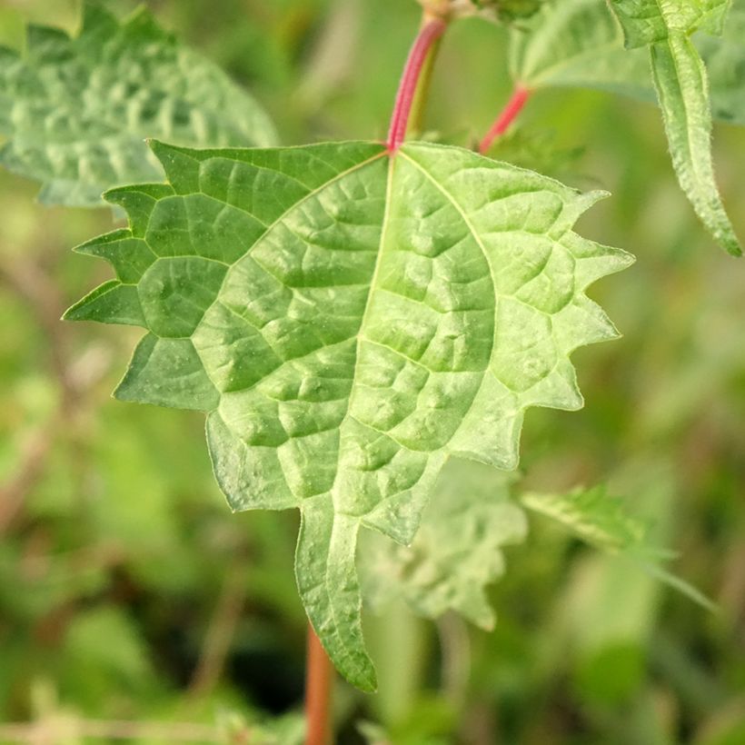 Boehmeria spicata - Chinagras (Laub)