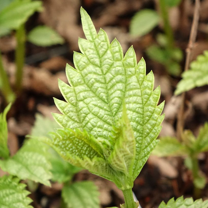Boehmeria spicata - Chinagras (Laub)