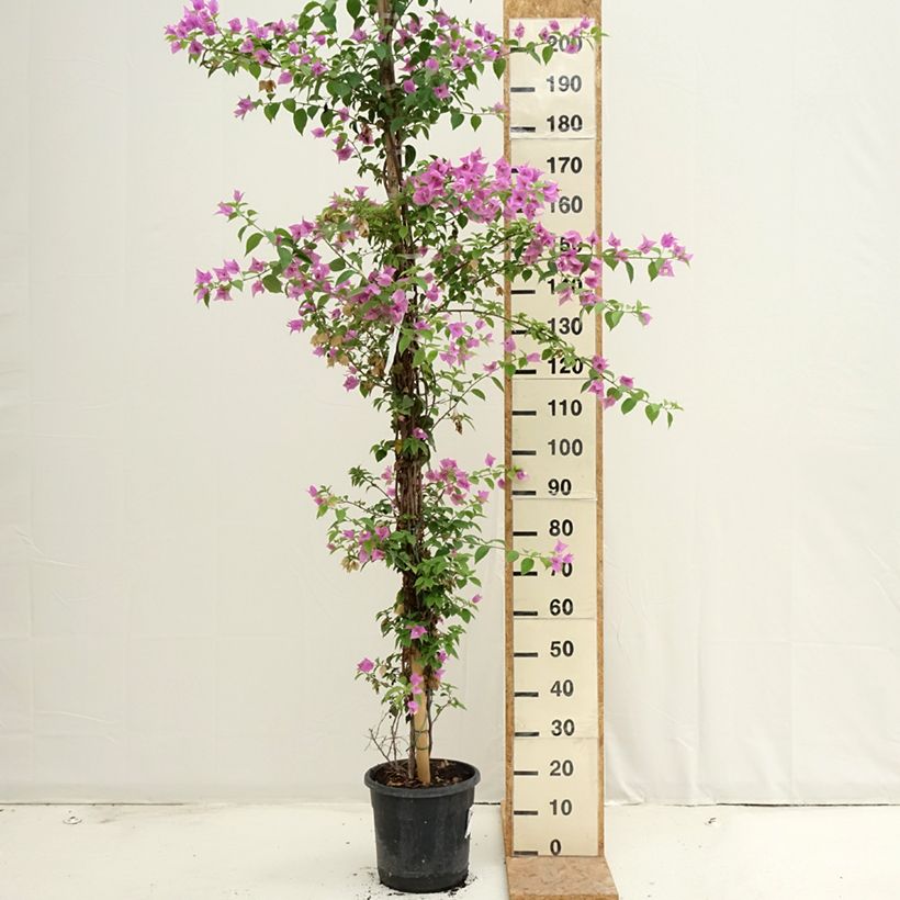 Exemplar von Bougainvillea glabra Sanderiana - Kahle Drillingsblume Topf mit 12L/15L wie im Sommer geliefert