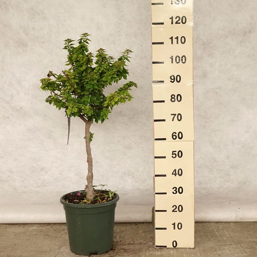 Exemplar von Bougainvillea Mini Thaï - Drillingsblume Topf mit 12L/15L wie im Sommer geliefert
