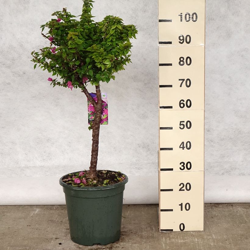 Exemplar von Bougainvillea Mini Thaï - Drillingsblume Topf mit 12L/15LGelieferte Höhe ca. 70/80cm wie im Frühjahr geliefert
