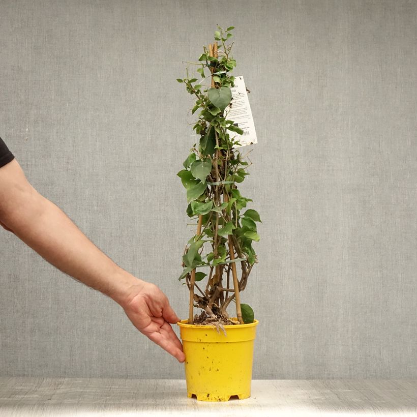 Exemplar von Bougainvillea spectabilis Yellow - Drillingsblume Topf mit 2L/3L wie im Sommer geliefert