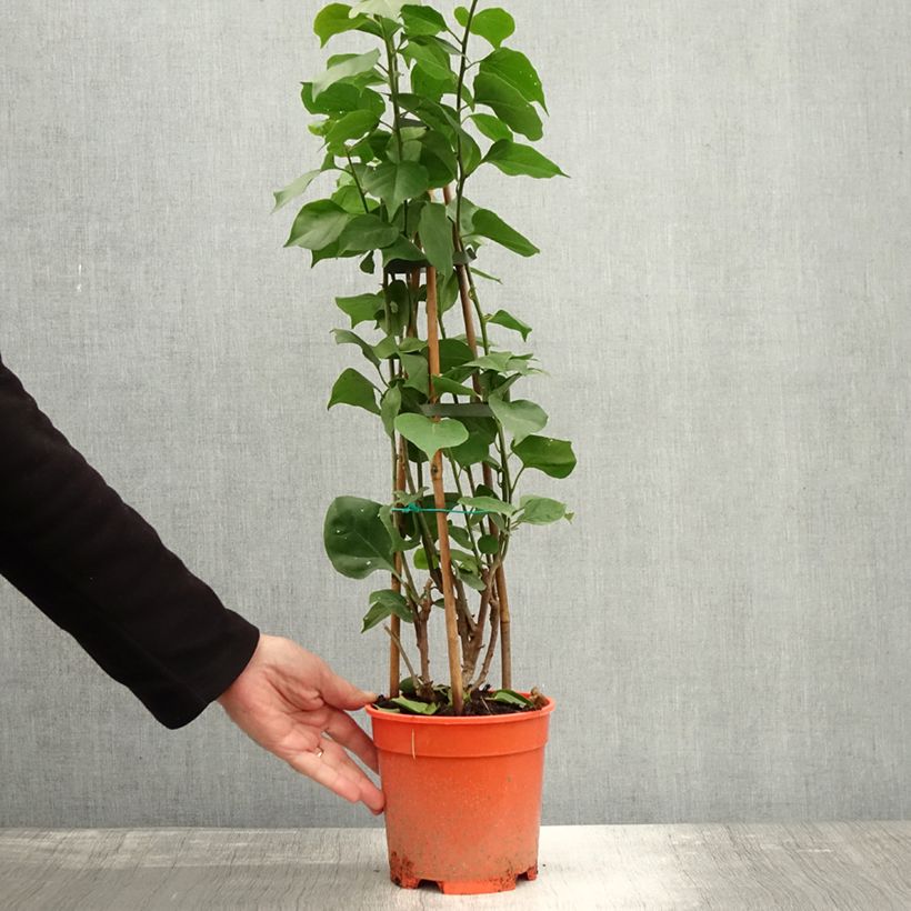 Exemplar von Bougainvillea spectabilis Orange - Drillingsblume Topf mit 2L/3L wie im Herbst geliefert