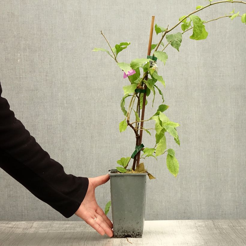 Exemplar von Bougainvillea Violet de mèze - Drillingsblume Topf mit 1,5L/2L wie im Herbst geliefert