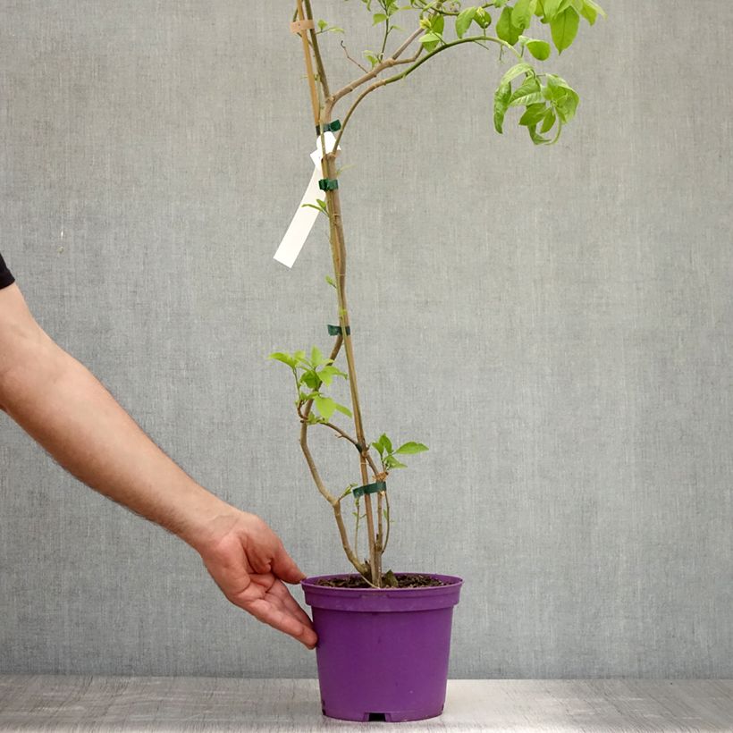 Exemplar von Bougainvillea Violet de mèze - Drillingsblume Topf mit 3L/4L wie im Sommer geliefert