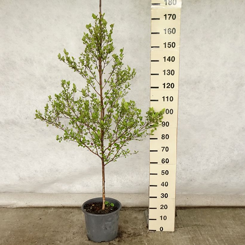 Exemplar von Betula nigra - Schwarz-Birke Topf mit 12L/15L wie im Sommer geliefert