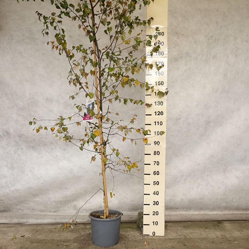 Exemplar von Betula pendula Royal Frost ou Crimson Frost - Hänge-Birke Topf mit 7,5L/10L wie im Herbst geliefert