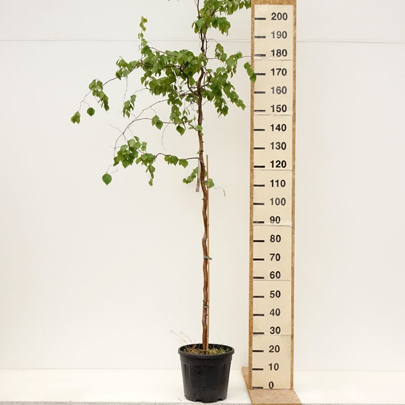 Exemplar von Betula pendula Spider Alley - Hänge-Birke Topf mit 12L/15L wie im Frühjahr geliefert