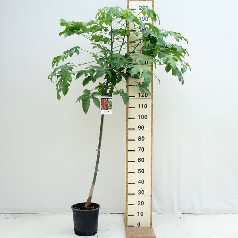 Exemplar von Brachychiton acerifolius - Flaschenbaum Topf mit 7,5L/10L wie im Sommer geliefert