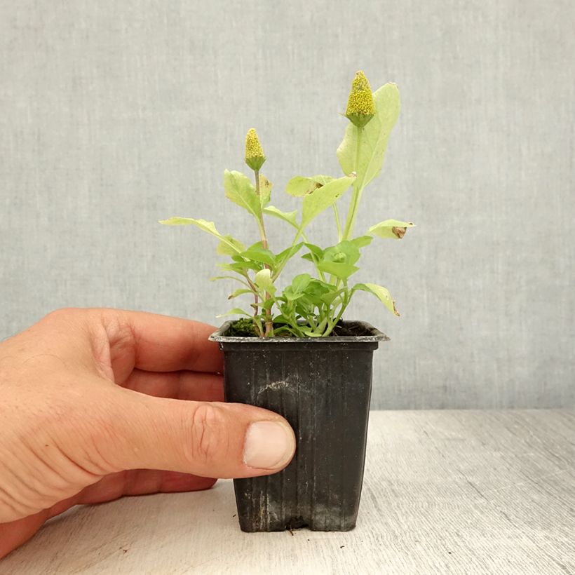 Exemplar von Jambú - Acmella oleracea Kleine Töpfe von 7/8 cm wie im Sommer geliefert