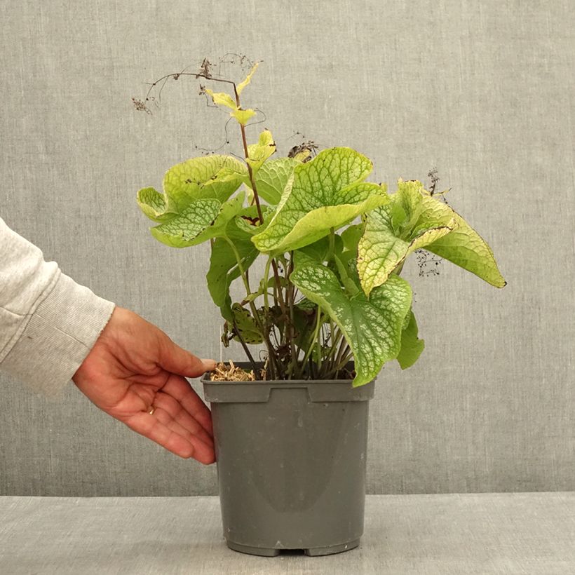 Exemplar von Brunnera macrophylla Alexander's Great - Kaukasus-Vergißmeinnicht Topf mit 1L/1,5L wie im Sommer geliefert
