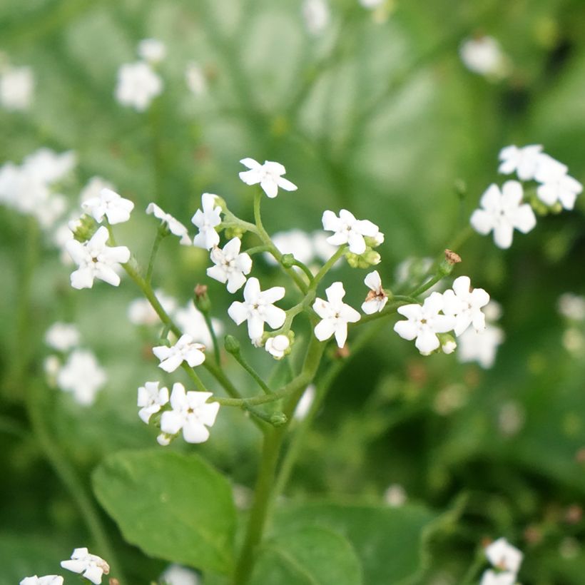 Brunnera macrophylla Mr Morse - Kaukasus-Vergißmeinnicht (Blüte)