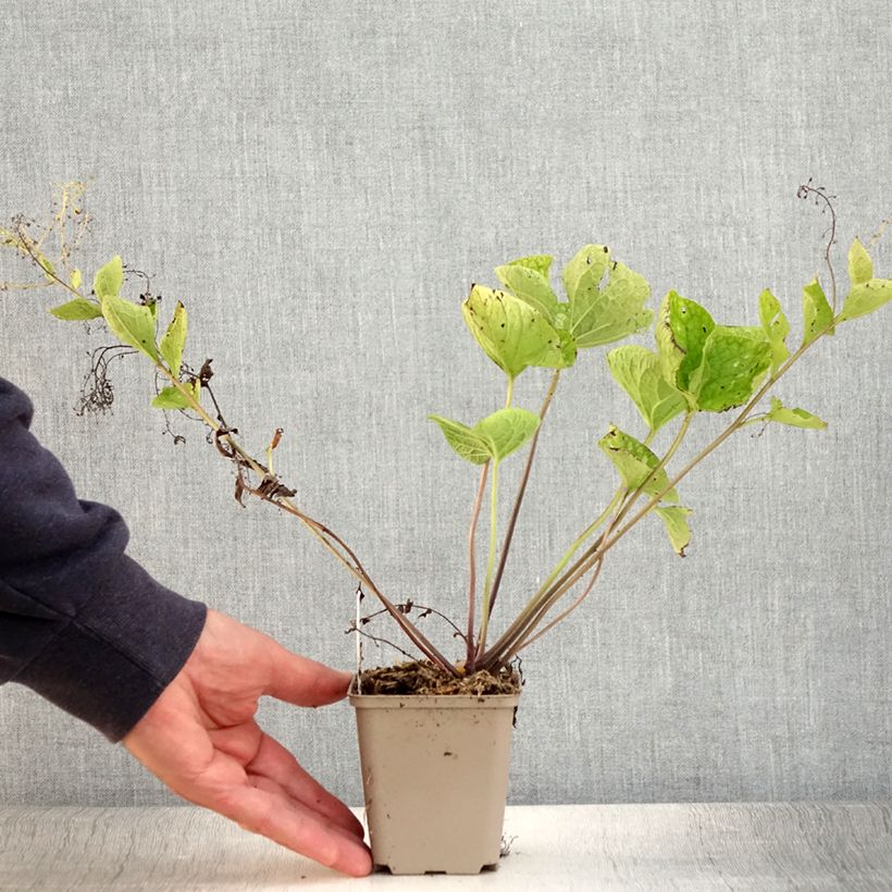 Exemplar von Brunnera macrophylla White Zebra - Kaukasus-Vergißmeinnicht Kleine Töpfe von 8/9 cm wie im Sommer geliefert