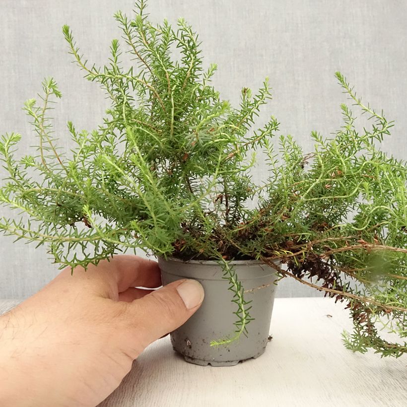 Exemplar von Schnee-Heide December Red - Erica carnea Kleine Töpfe von 8/9 cm wie im Sommer geliefert