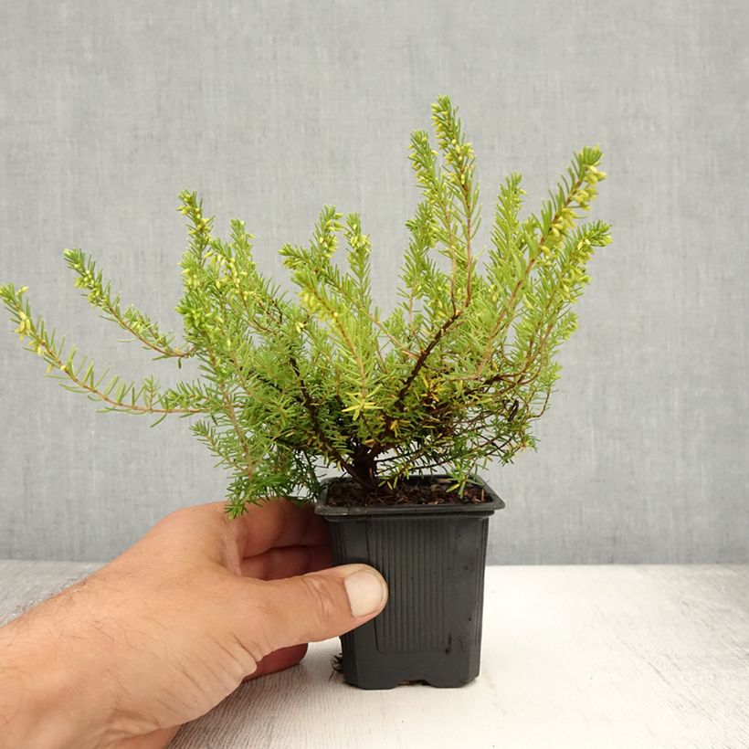 Exemplar von Schnee-Heide Springwood White - Erica carnea Kleine Töpfe von 8/9 cm wie im Sommer geliefert