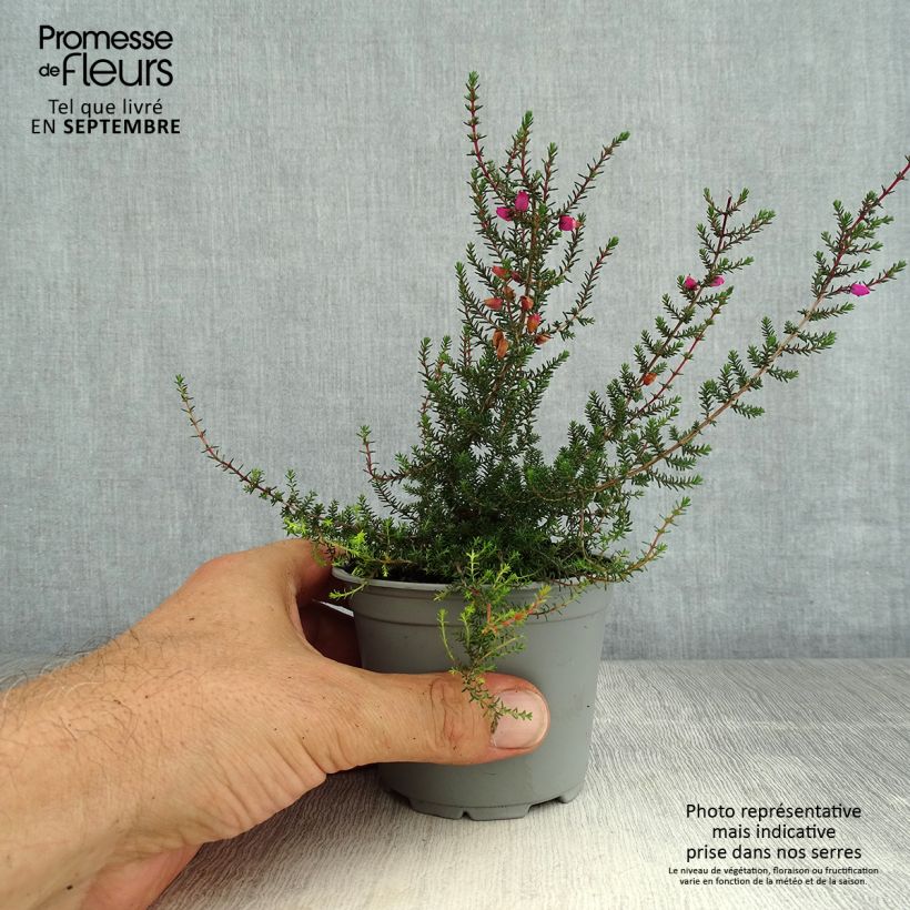 Exemplar von Graue Glocken-Heide - Erica cinerea Topf 10 cm/11cm wie im Sommer geliefert